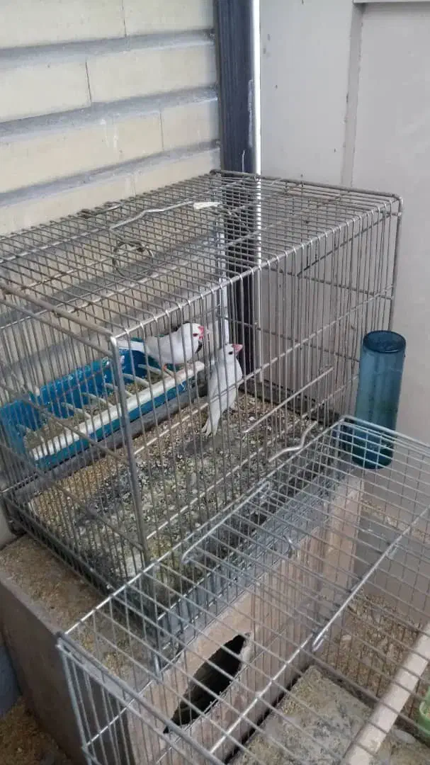 جفت فنچ نرگسی البینو چشم قرمز|پرنده|اندیشه, اندیشه فاز ۵|دیوار