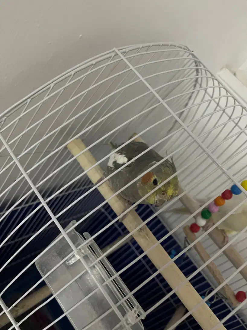 یه جفت عروس هلندی نر سخنگو|پرنده|تنکابن, |دیوار