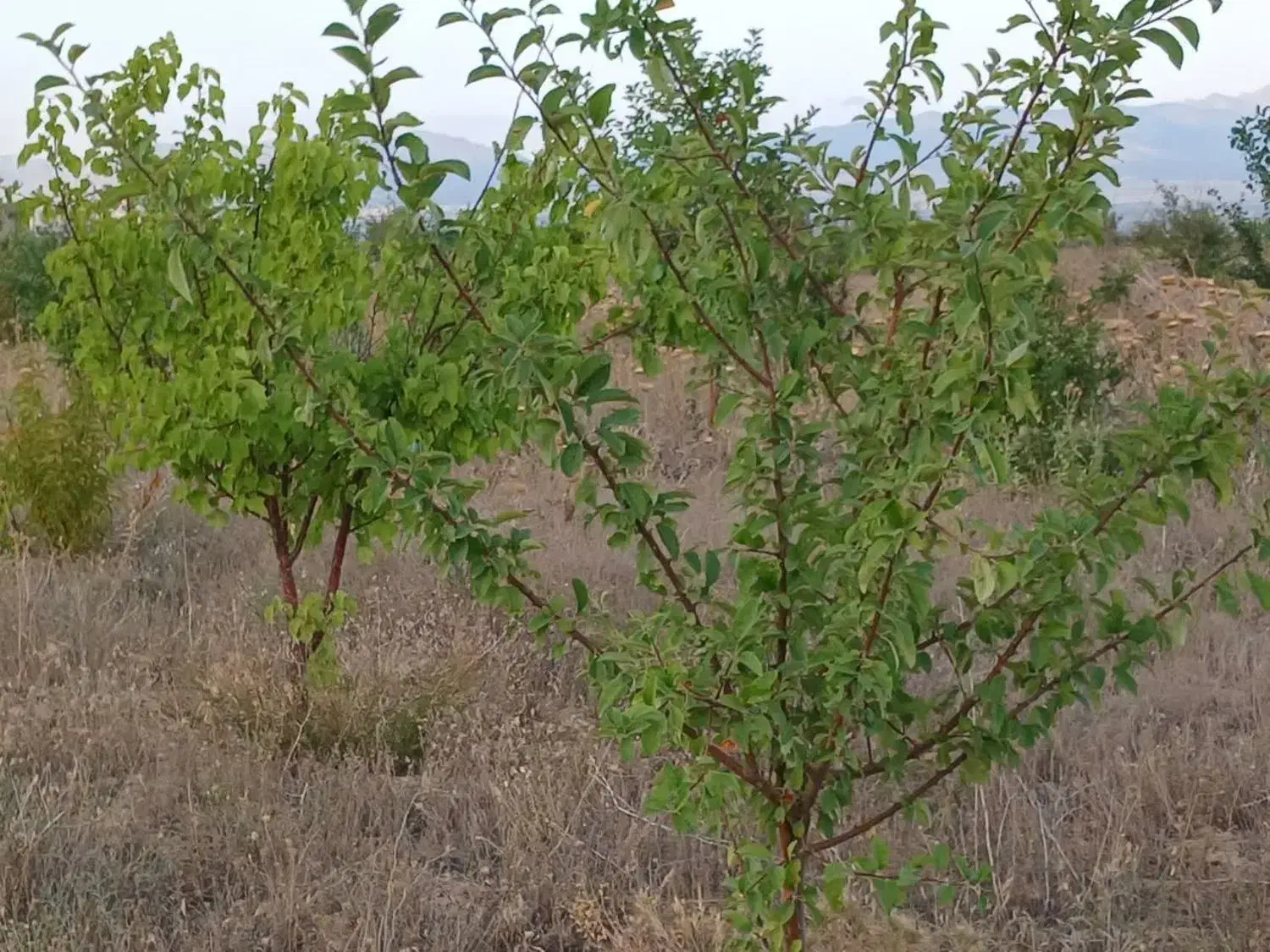 باغشهر پردیس سلطانیه|فروش زمین و ملک کلنگی|باغ حلی, |دیوار