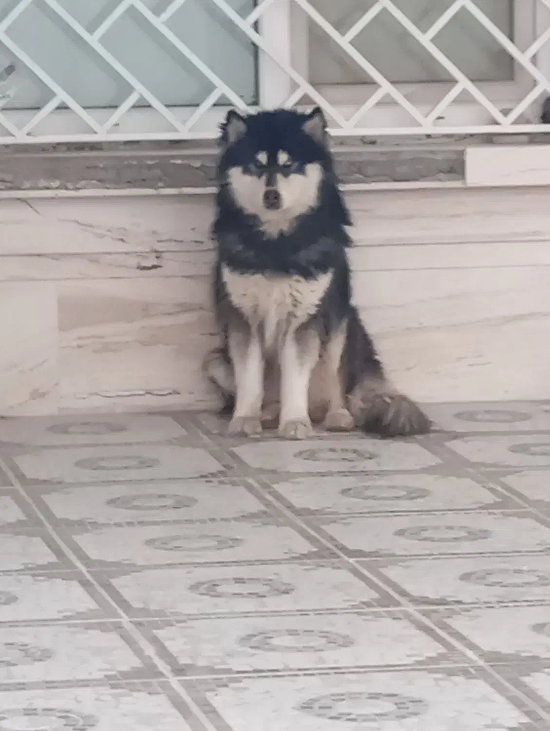 گمشده|حیوانات|یاسوج, |دیوار