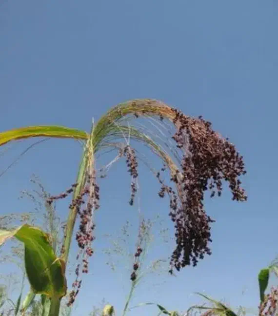 جارو خشک|لوازم جانبی حیوانات|میانه, |دیوار