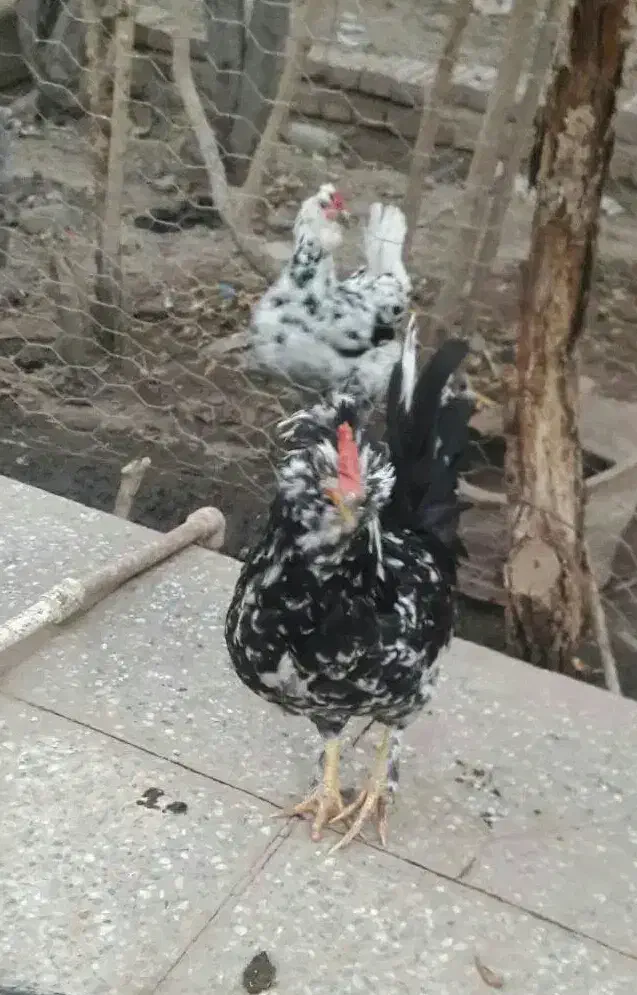 تخم نطفه دارگلین وخروس ونیمچه خروس گلین|حیوانات مزرعه|زرند, |دیوار