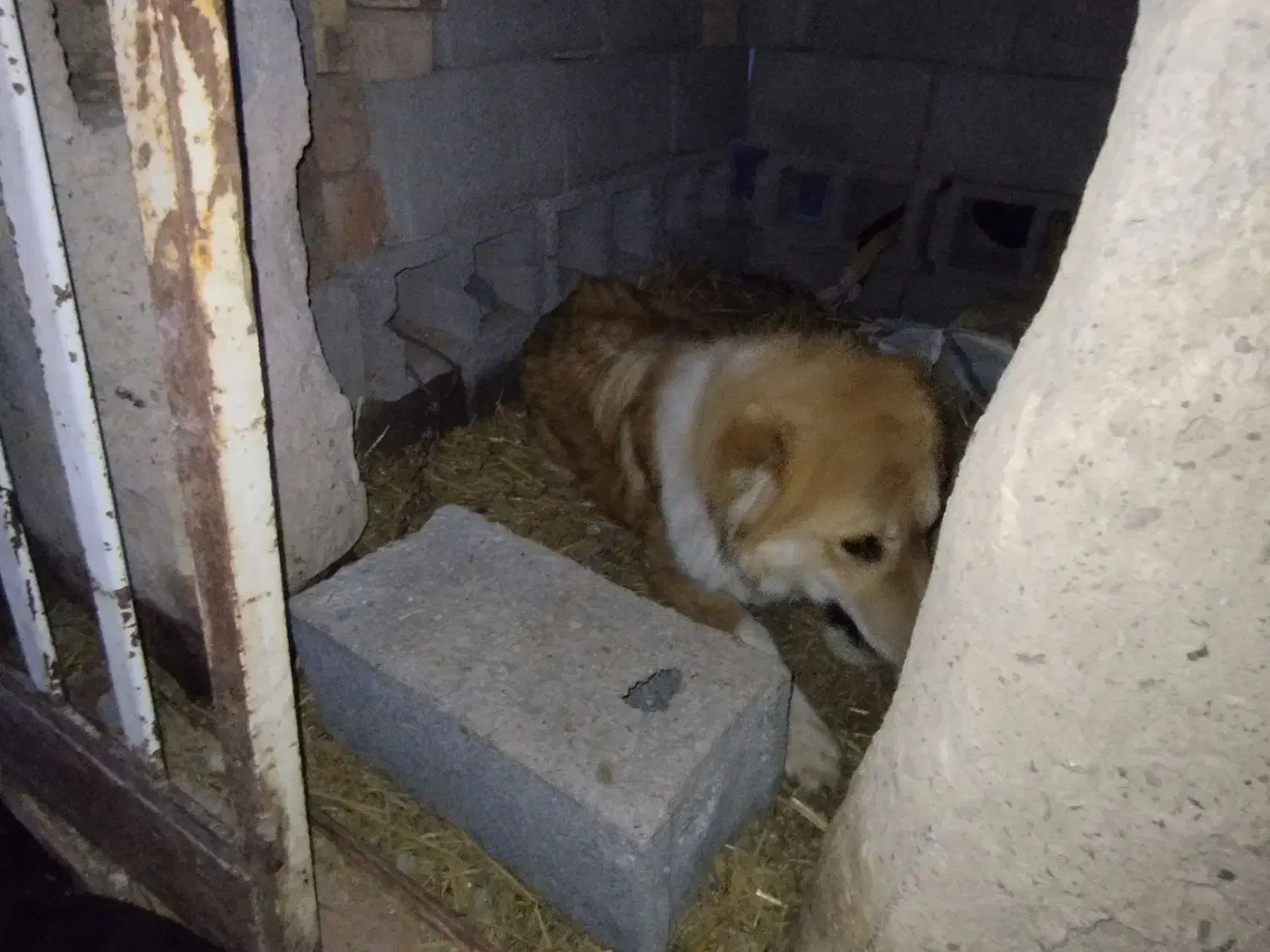 سگ نر|سگ|بردسکن, |دیوار