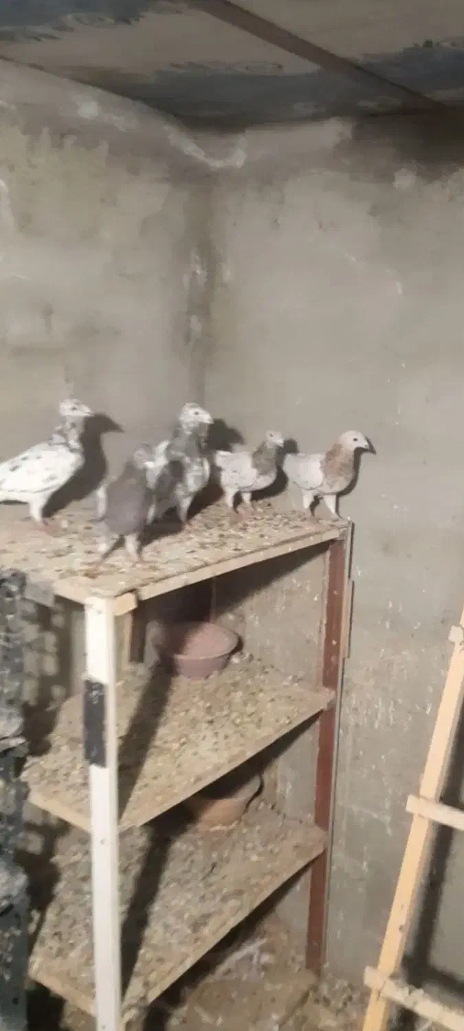 تعدادی کبوتر ناور طوقی و تهرانی|پرنده|قروه, |دیوار