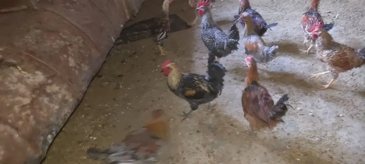 خروس|پرنده|گوآور, |دیوار