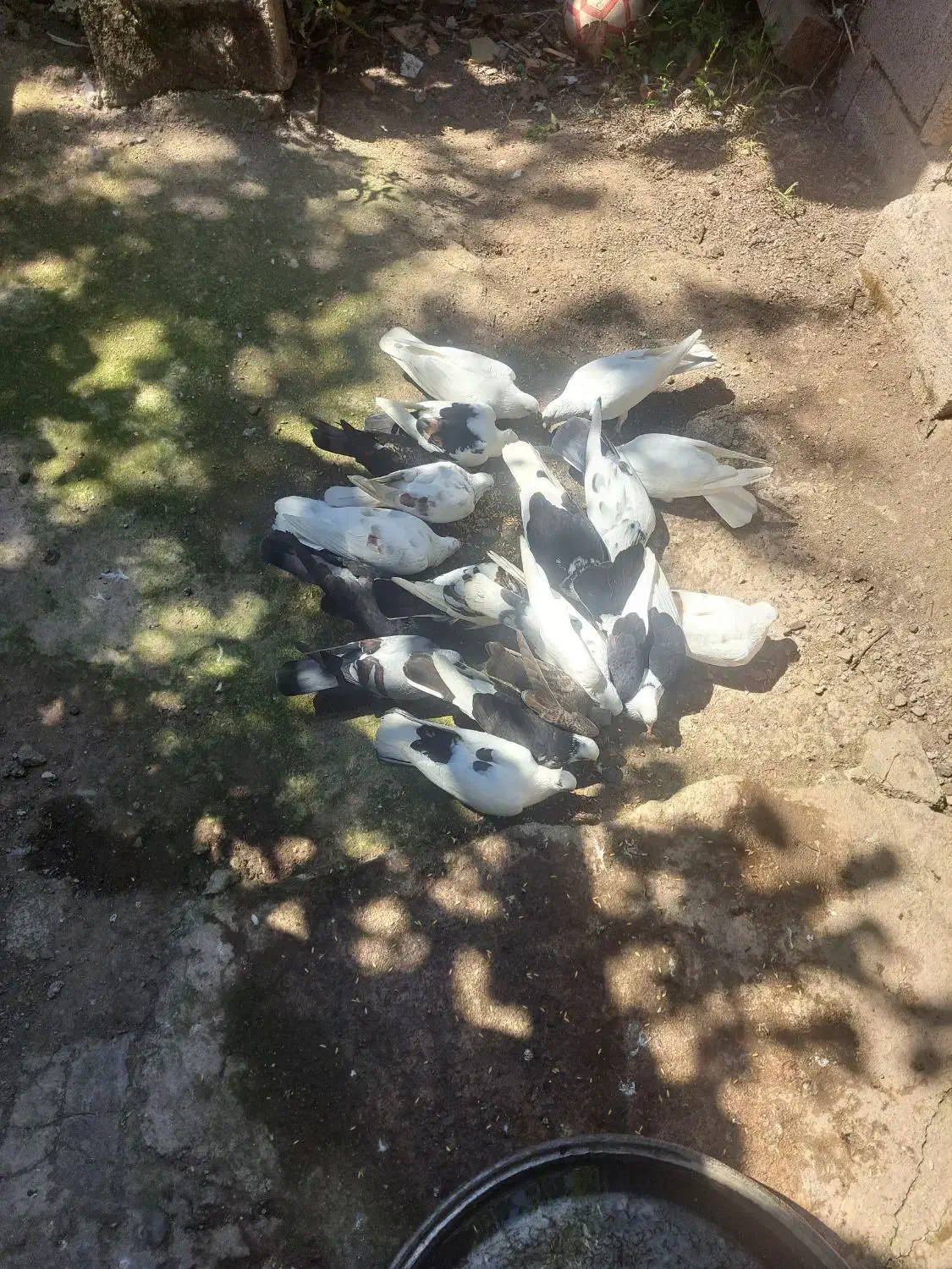 کبوتر|پرنده|رودبار, |دیوار