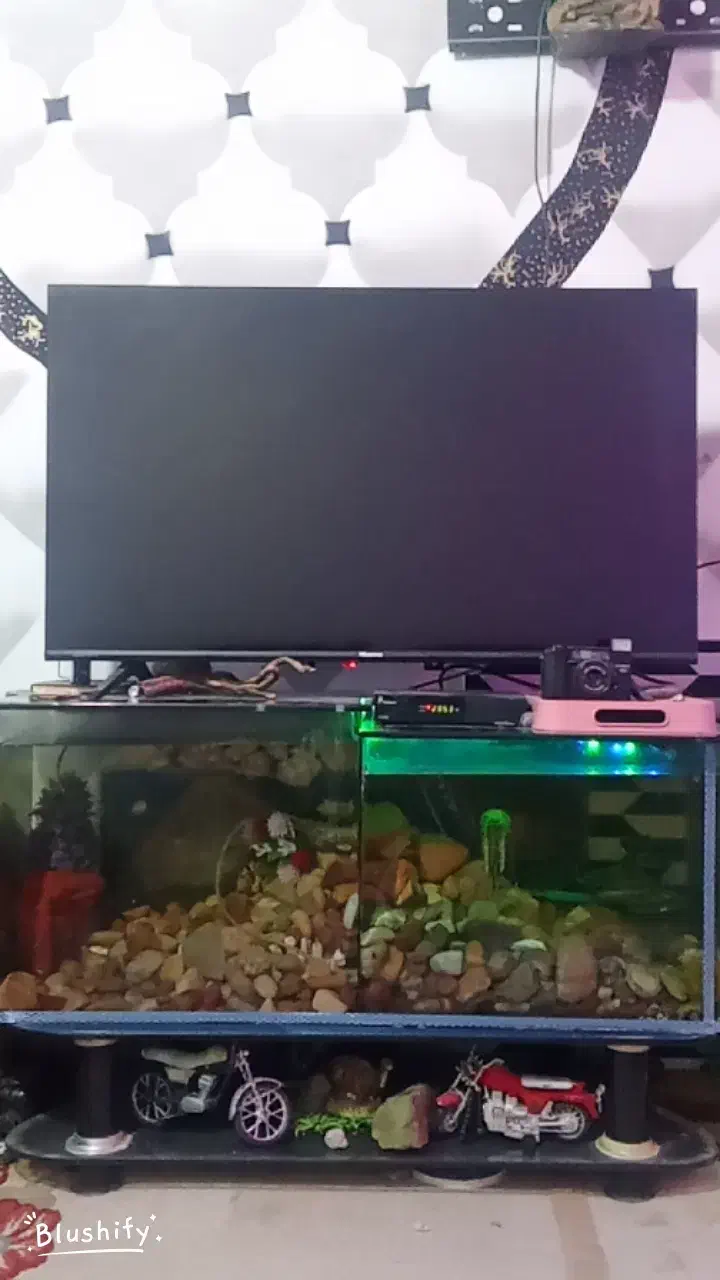 امیدیه|تلویزیون و پروژکتور|امیدیه, |دیوار