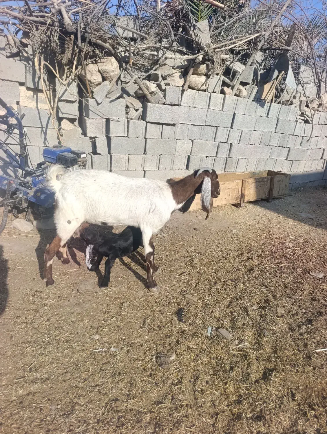 بز و کهره ماده|حیوانات مزرعه|سیمکان, |دیوار