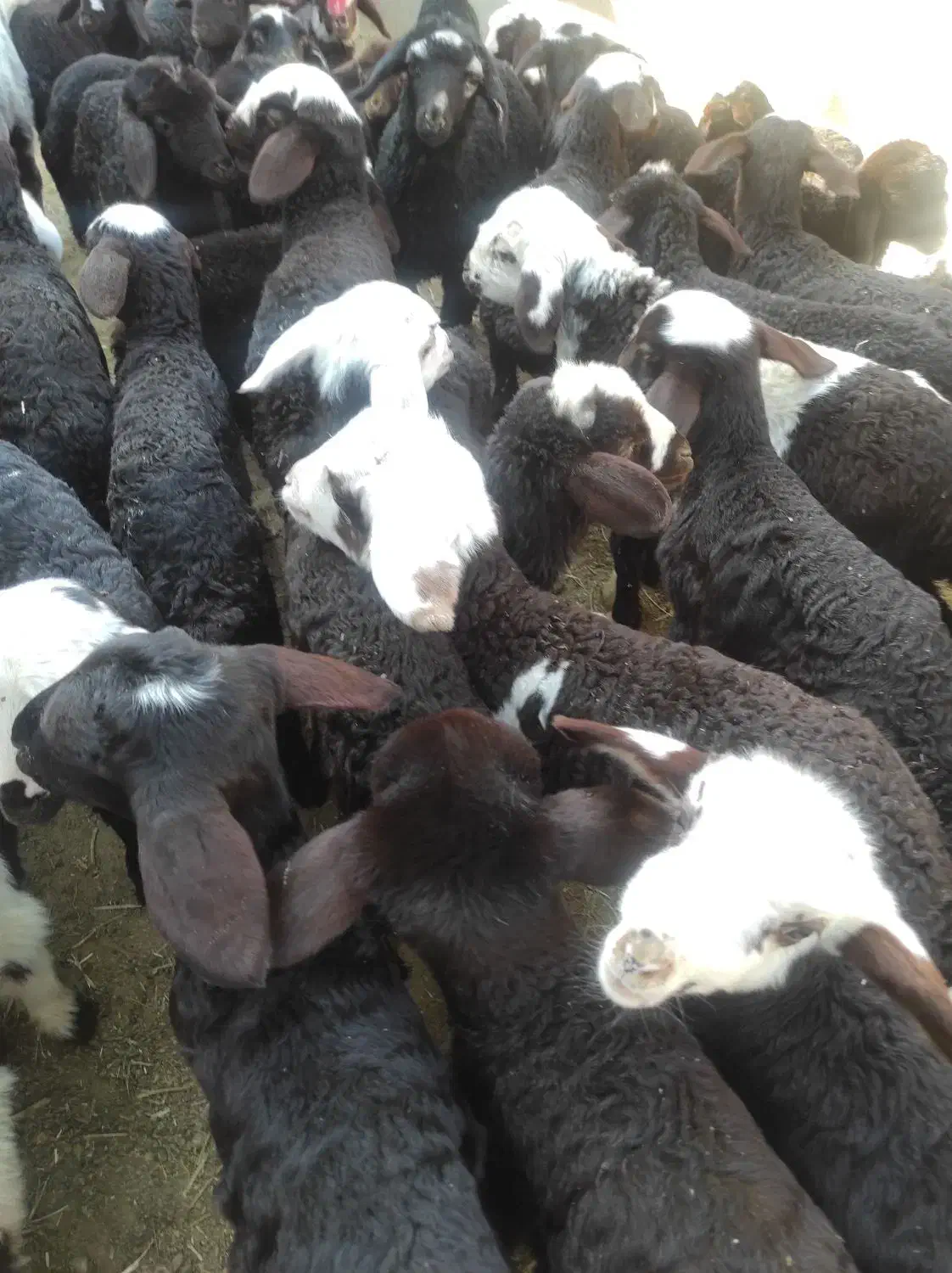 بره شیری آغوز خورده|حیوانات مزرعه|قم, ولیعصر|دیوار