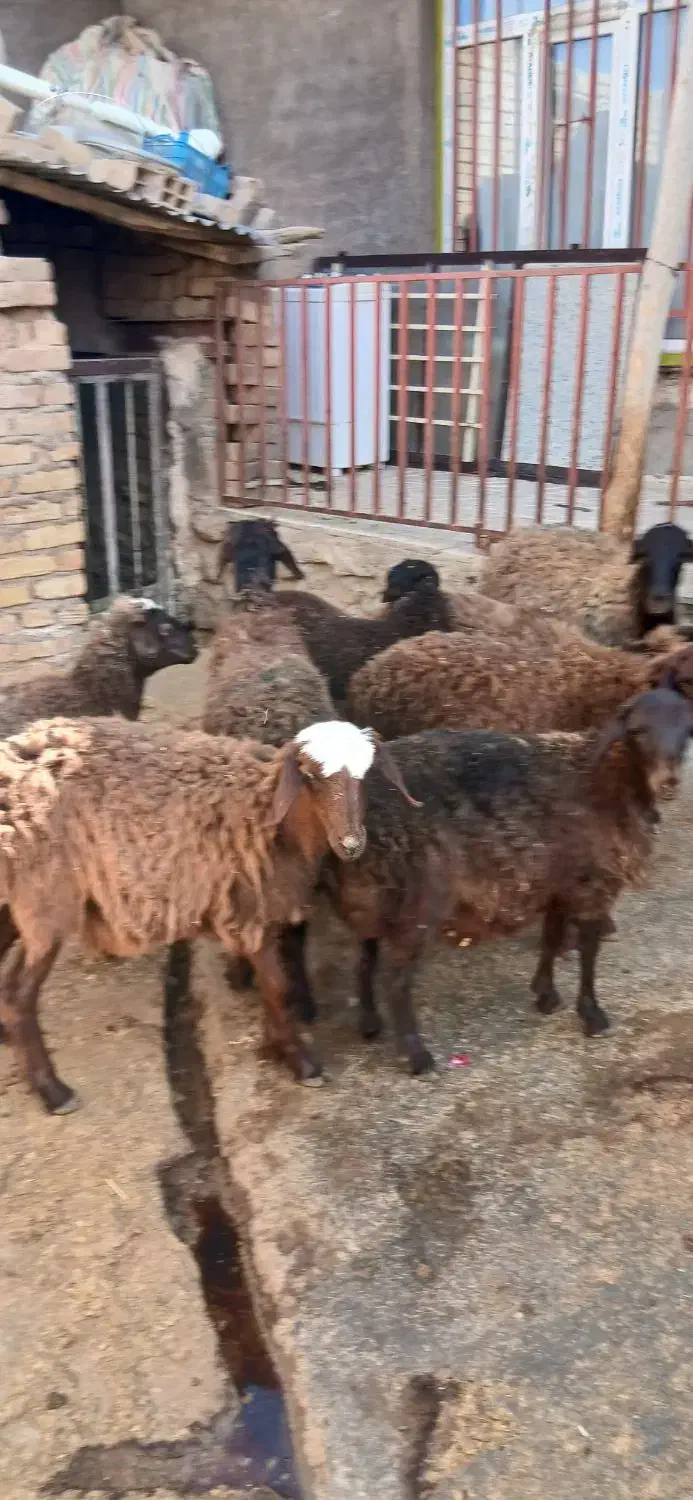 بره ماده|حیوانات مزرعه|شیرین‌سو, |دیوار