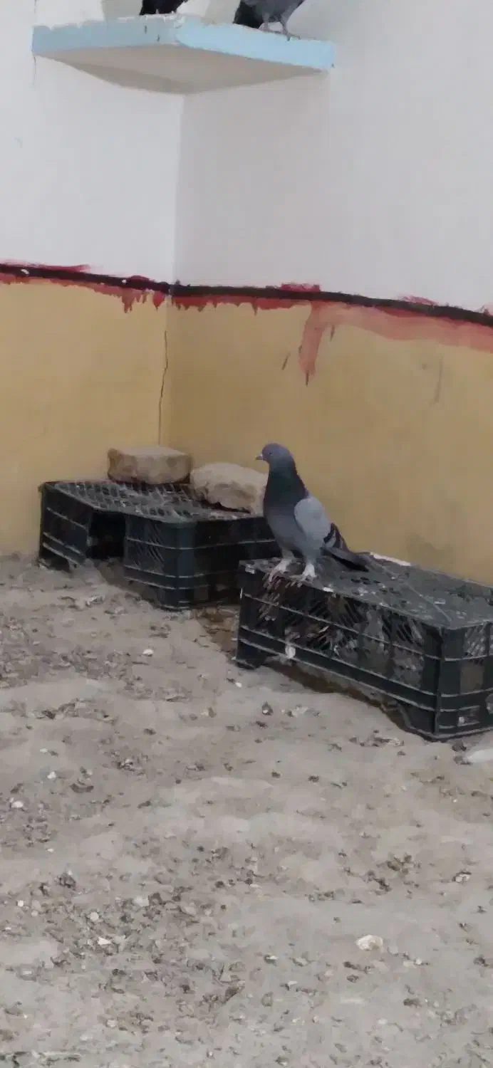 کبوتر|پرنده|نیمروز, |دیوار