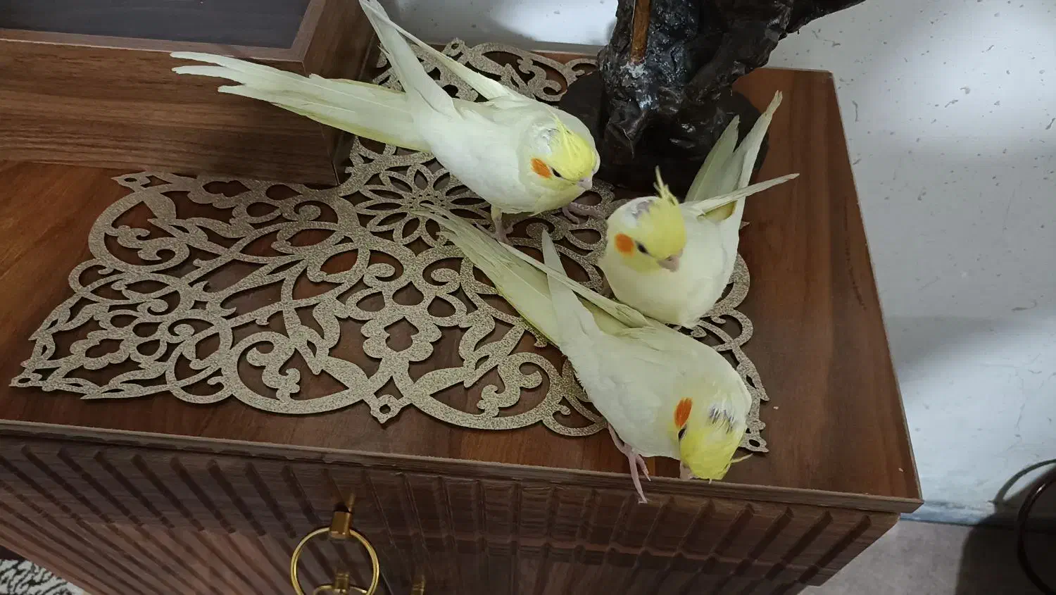 جوجه عروس،لوتینو،دانخور|پرنده|ملایر, |دیوار