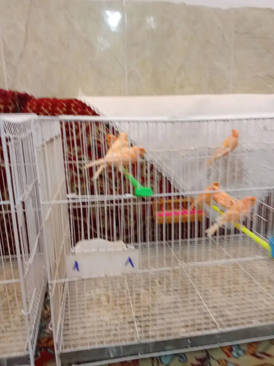 سلام 17عدد قناری درجه یک سالم بضمانت  فروشی|پرنده|تربت‌حیدریه, هاشمی‌نژاد|دیوار