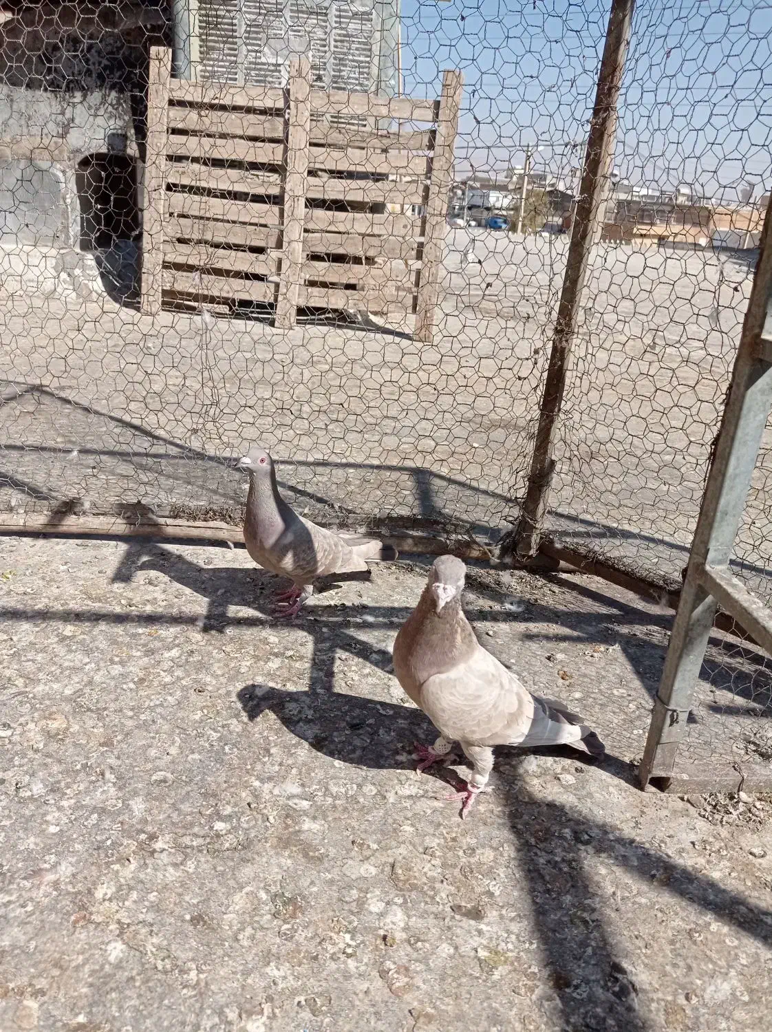 فروش کفتر|پرنده|شیراز, شهرک گلها|دیوار