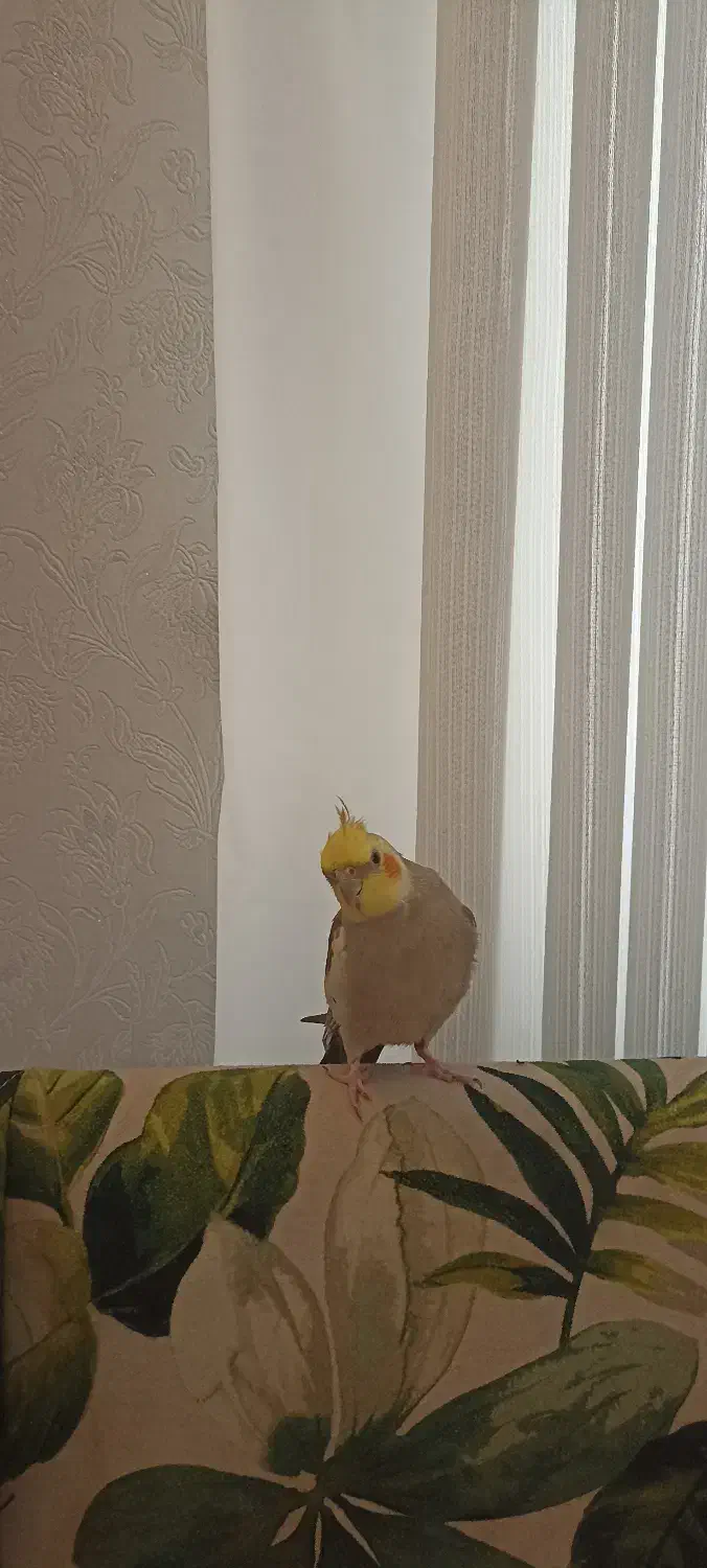 طوطی عروس هلندی|پرنده|رشت, نیکمرام|دیوار