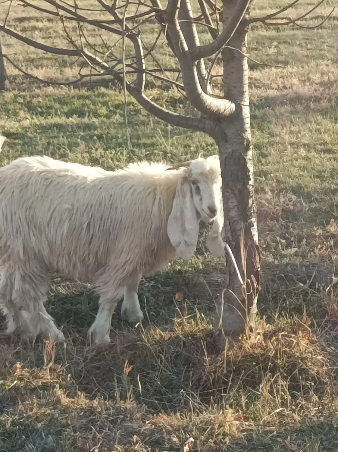 بزغاله نر|حیوانات مزرعه|سیلوانه, |دیوار