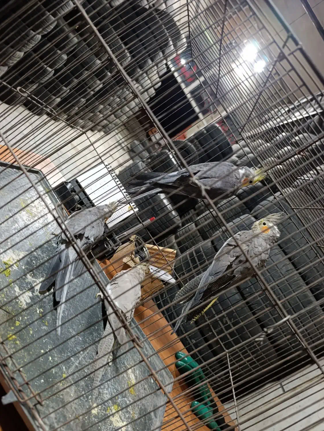 عروس هلندی باجوجه|پرنده|کرج, شهرک سهرابیه|دیوار