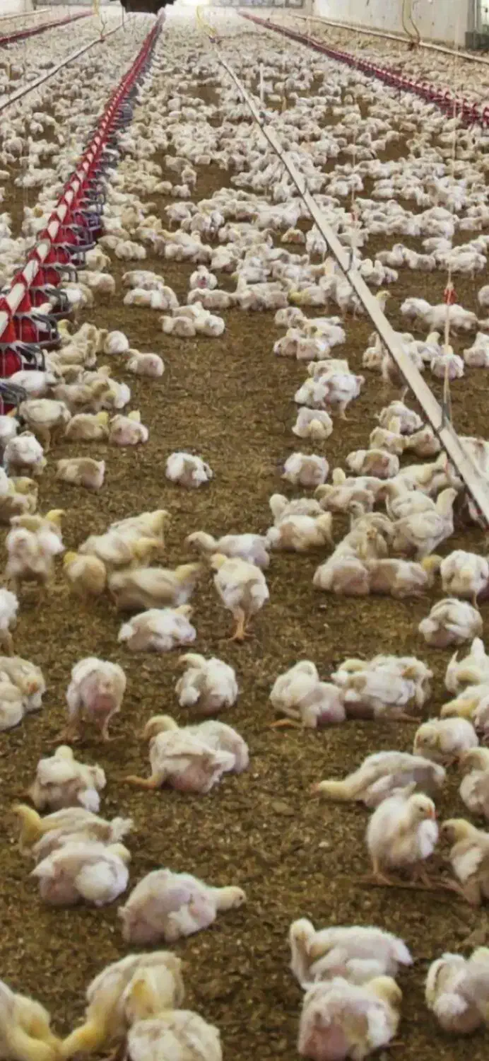 کود مرع سالنی|خدمات باغبانی و درختکاری|ایرندگان, |دیوار