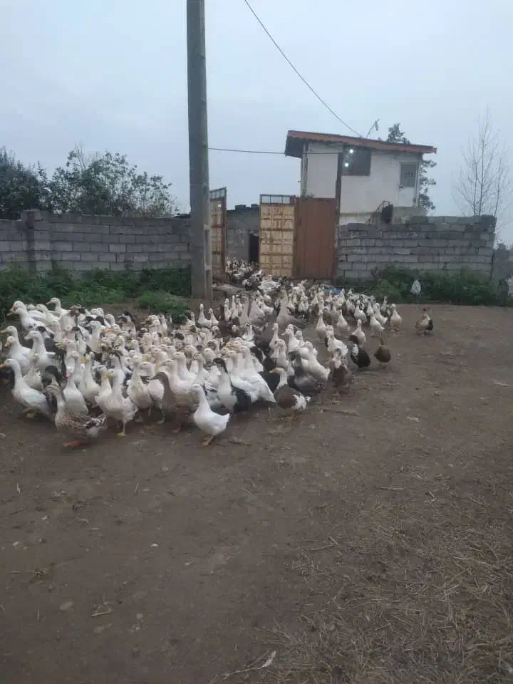 اردک اورگانیک|حیوانات مزرعه|رودسر, |دیوار