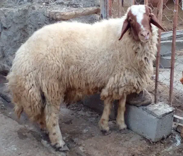 یه راس ورن|حیوانات مزرعه|بیستون, |دیوار