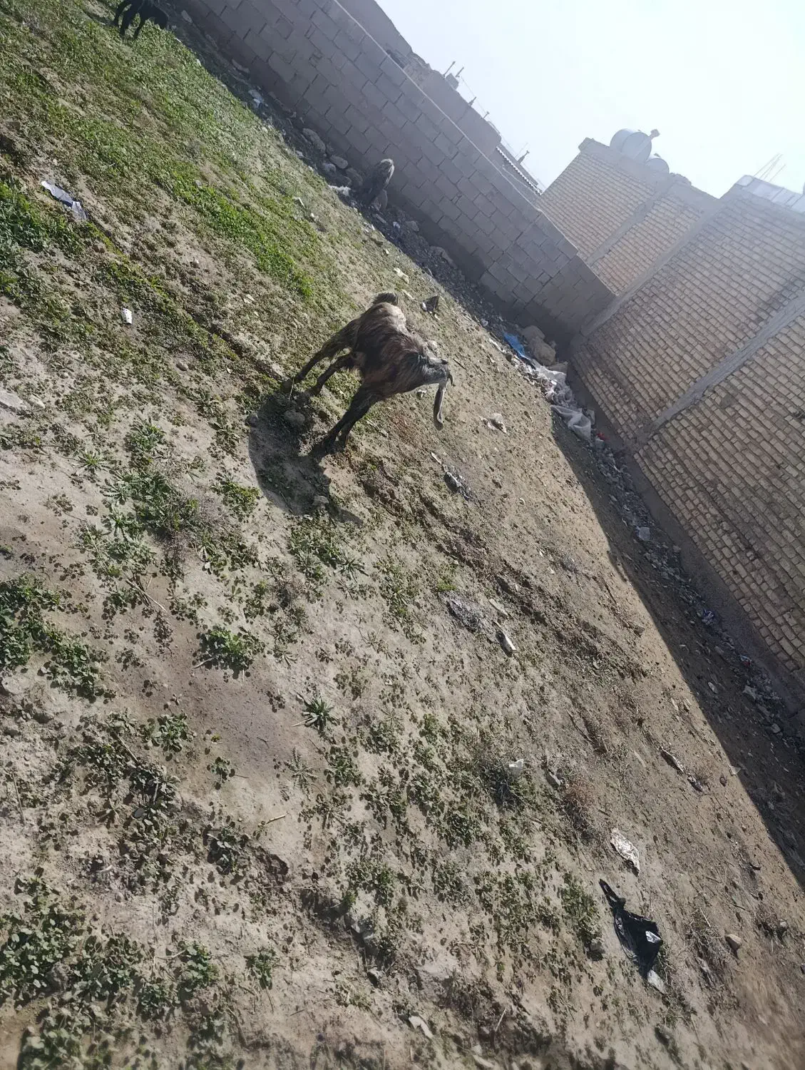 ۴عددبز|حیوانات مزرعه|داراب, |دیوار