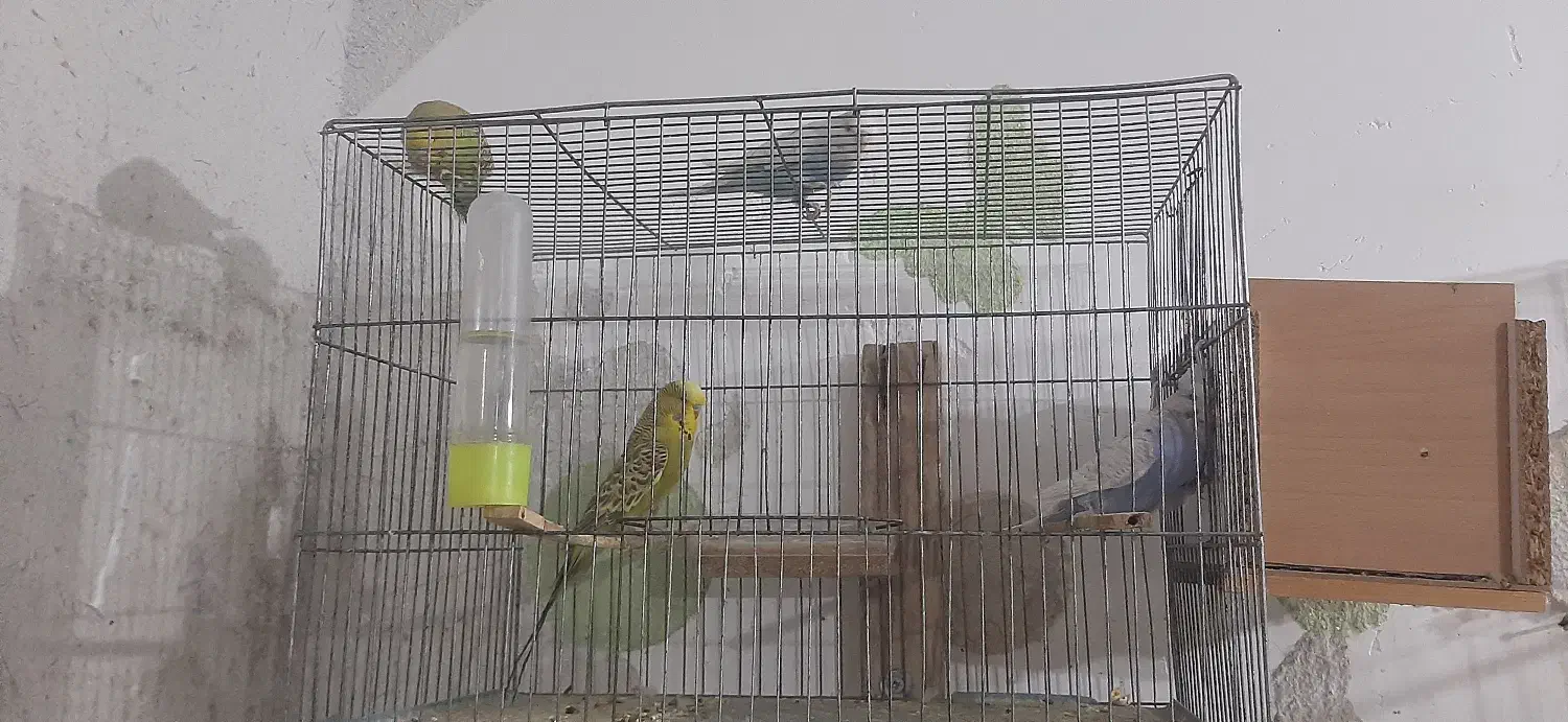 مرغ انگلیسی|پرنده|میانه, |دیوار