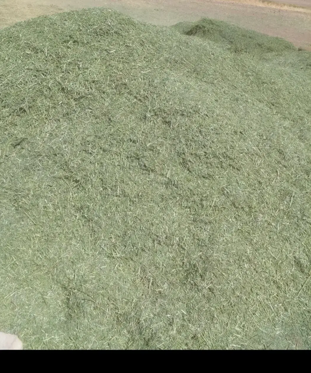 یونجه|لوازم جانبی حیوانات|کرمانشاه, |دیوار