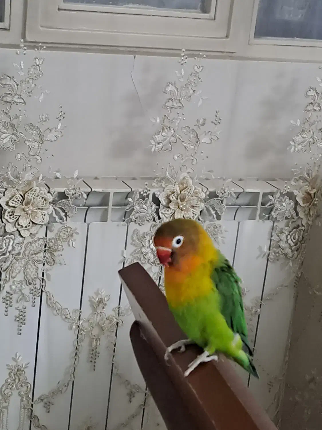 طوطی برزیلی دستی|پرنده|کرج, باغستان|دیوار