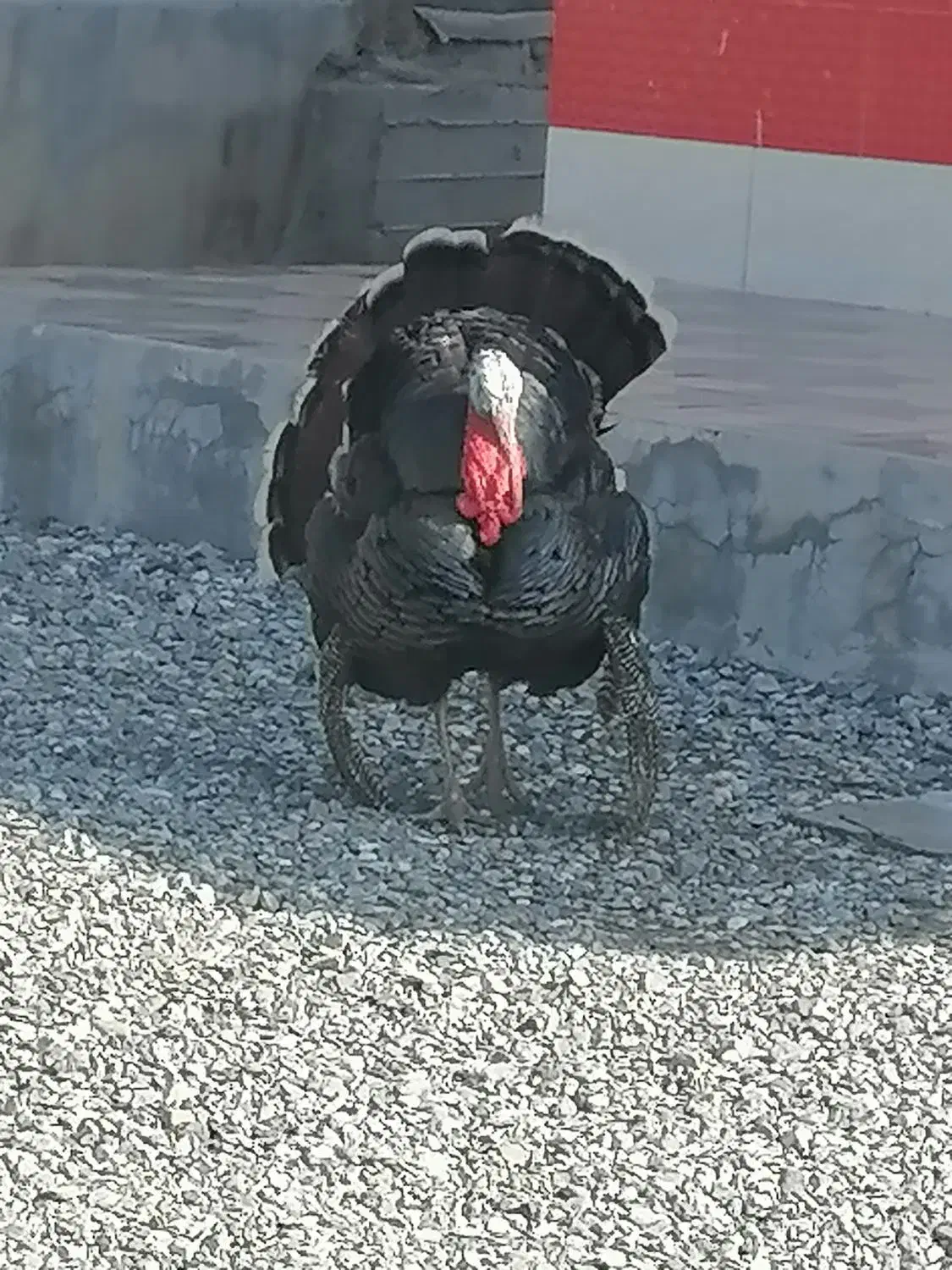 بوقلمون|حیوانات مزرعه|بشاگرد, |دیوار