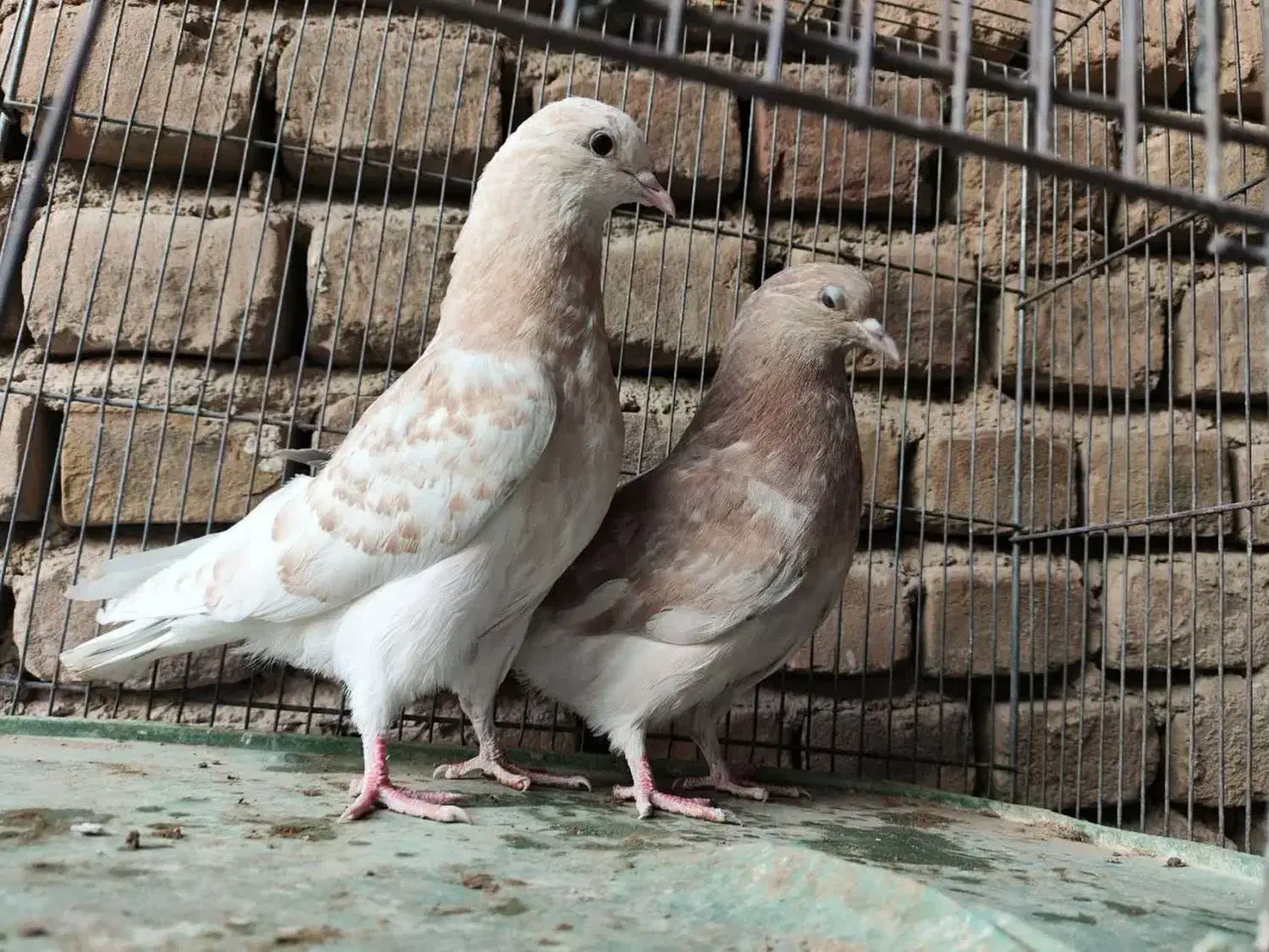 جوجه بعدازظهری بشرط|پرنده|قم, شهرک مهدیه|دیوار