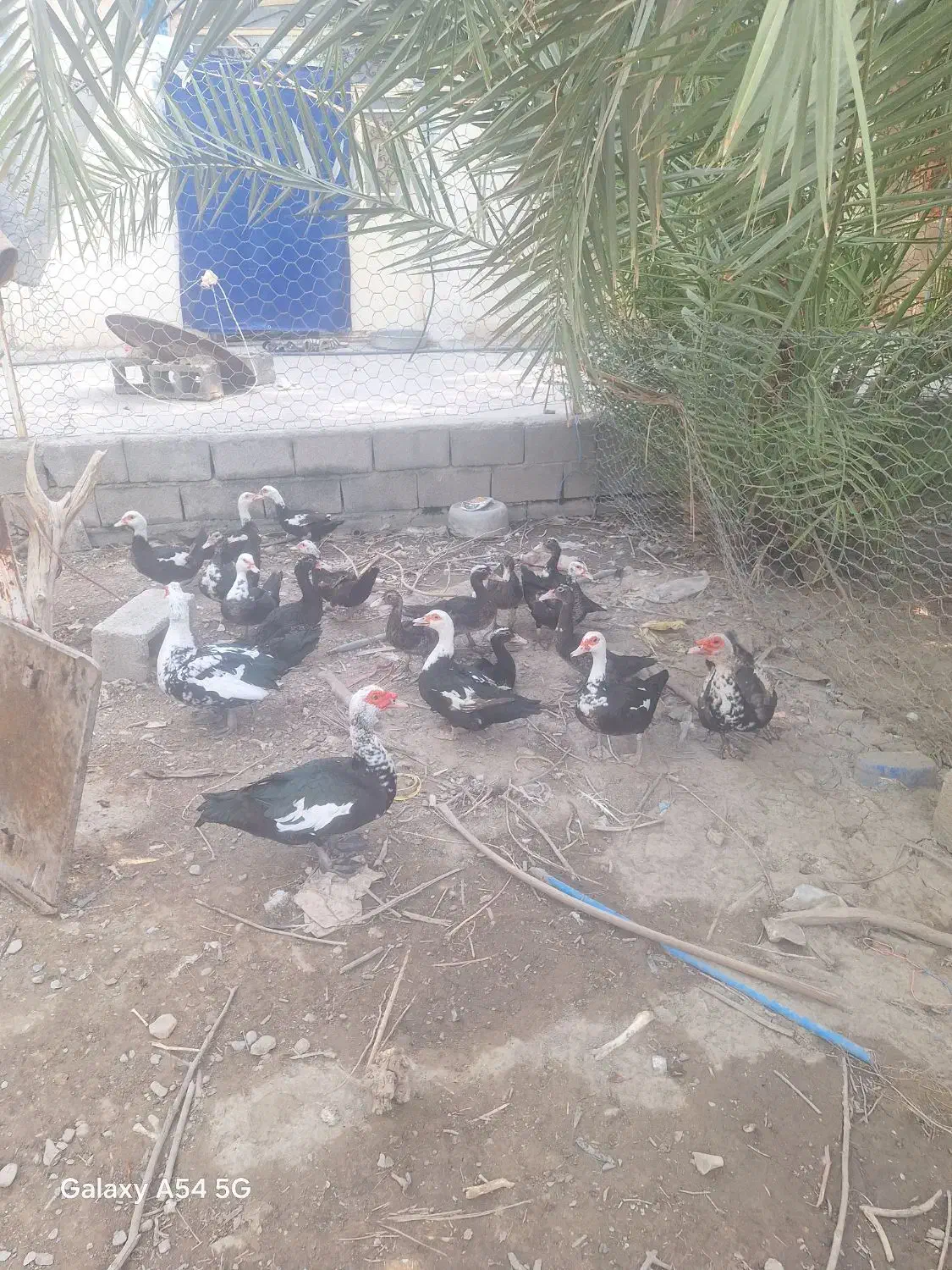 جوجه نر اردک روسی|حیوانات مزرعه|ایرانشهر, |دیوار