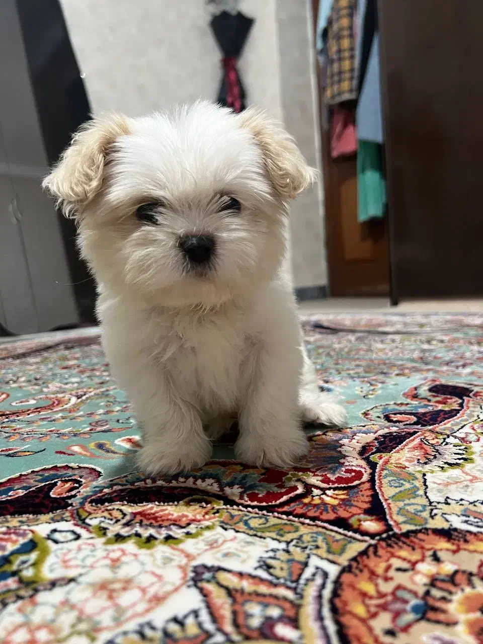 سگ‌مالتیر|سگ|اردبیل, |دیوار