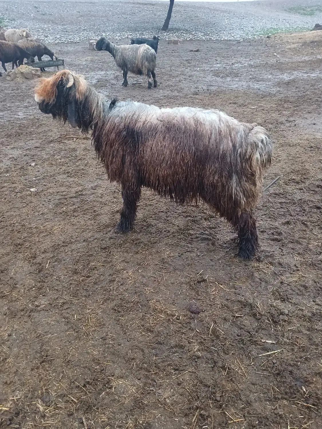 کووه نرمیش شیشک|حیوانات مزرعه|دزفول, |دیوار