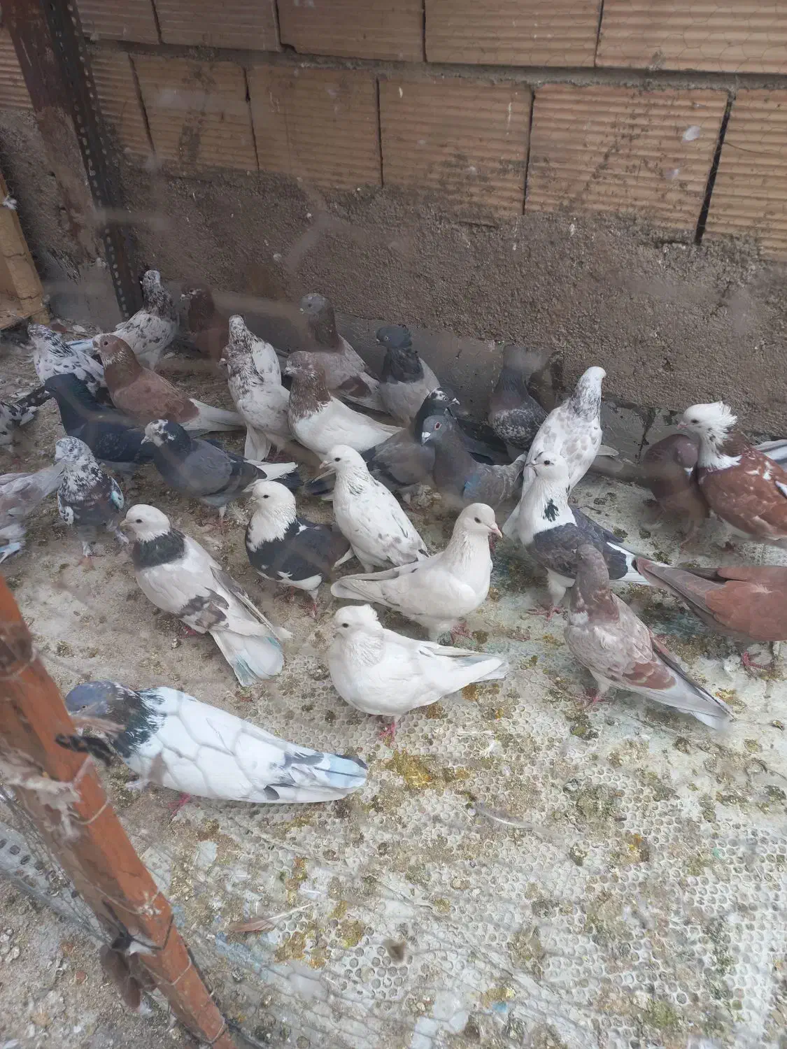 کفتر|پرنده|چهاردانگه (تهران), |دیوار