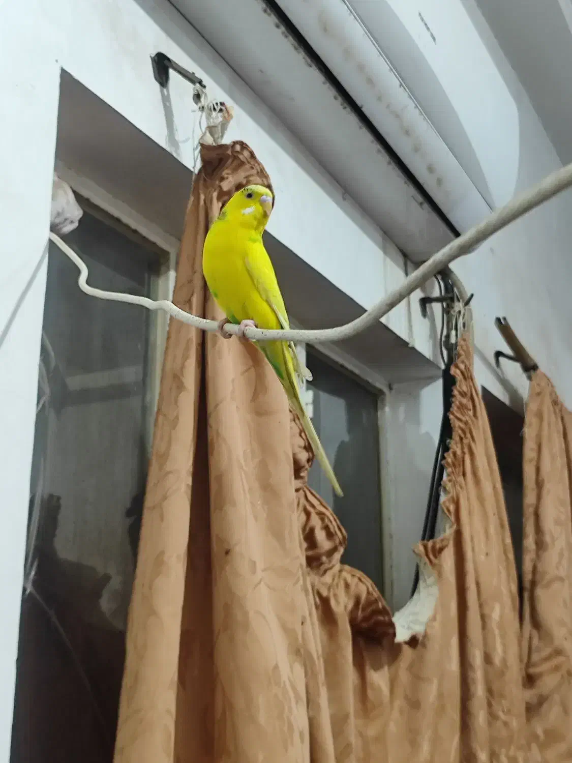 پرنده|پرنده|زابل, |دیوار