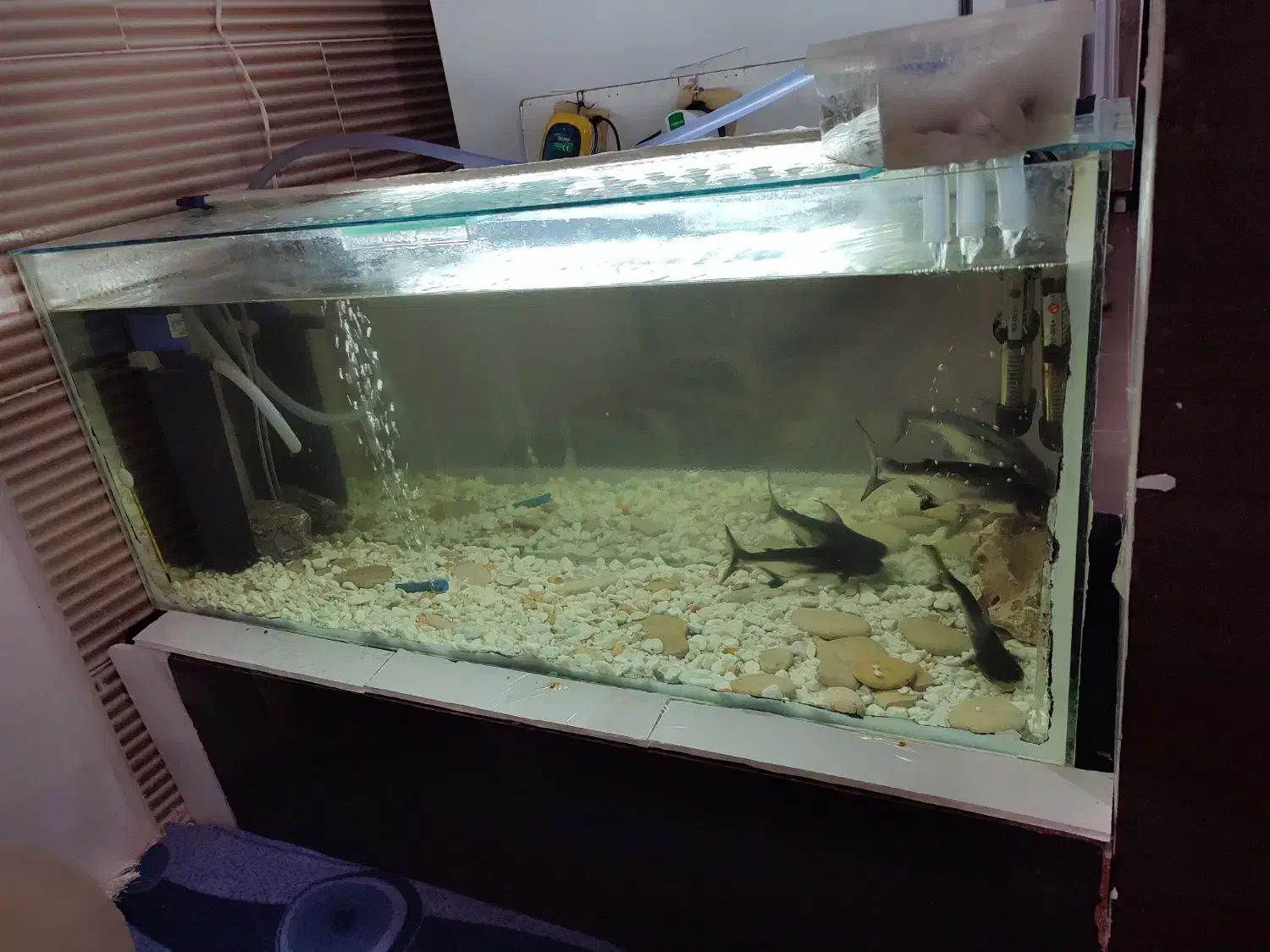 آکواریوم|ماهی|شیراز, شهرک بهار|دیوار