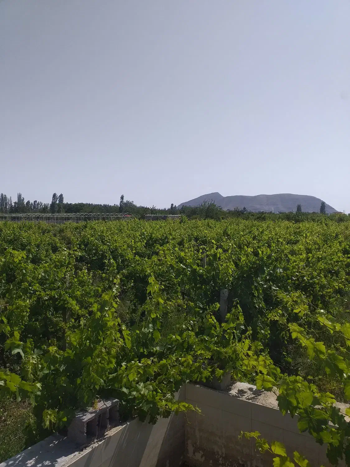 باغ انگور|فروش زمین و ملک کلنگی|نوشین شهر, |دیوار