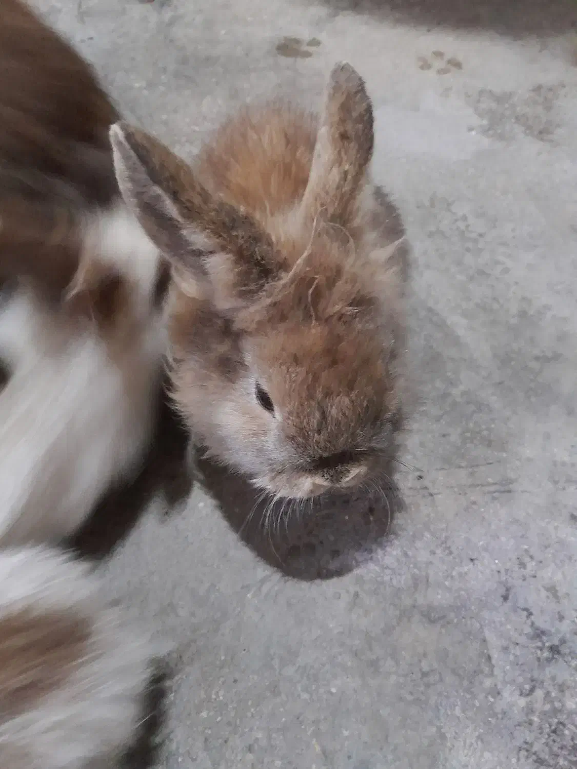 لپ خرگوش|موش و خرگوش|برازجان, |دیوار