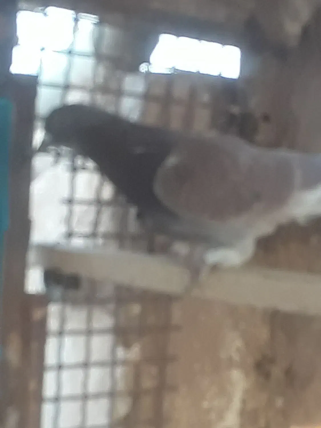 با سلام نرسرخ پرپا پرشی|پرنده|قنوات, |دیوار