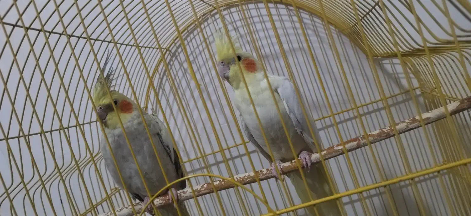 عروس هلندی و مرغ عشق|پرنده|بیرجند, |دیوار