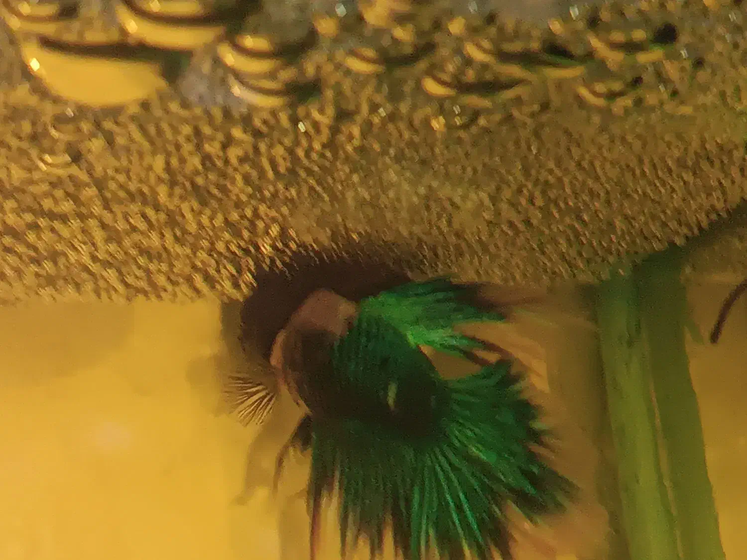 ماهی فایتر پلاکت جفت|ماهی|قرچک, شهرک الحدید|دیوار