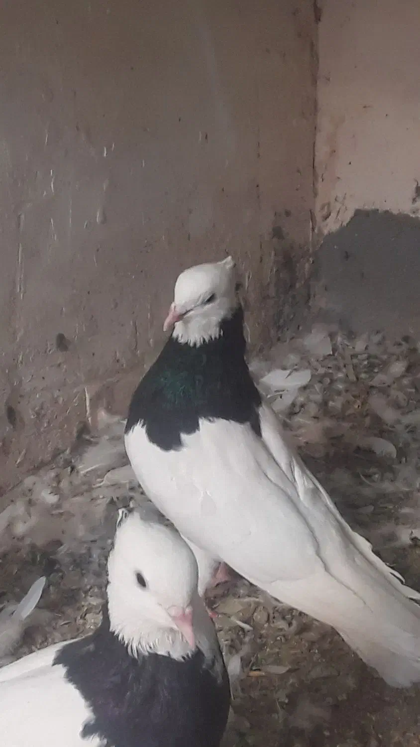 طوق سیاه نر|پرنده|نگین کویر, |دیوار