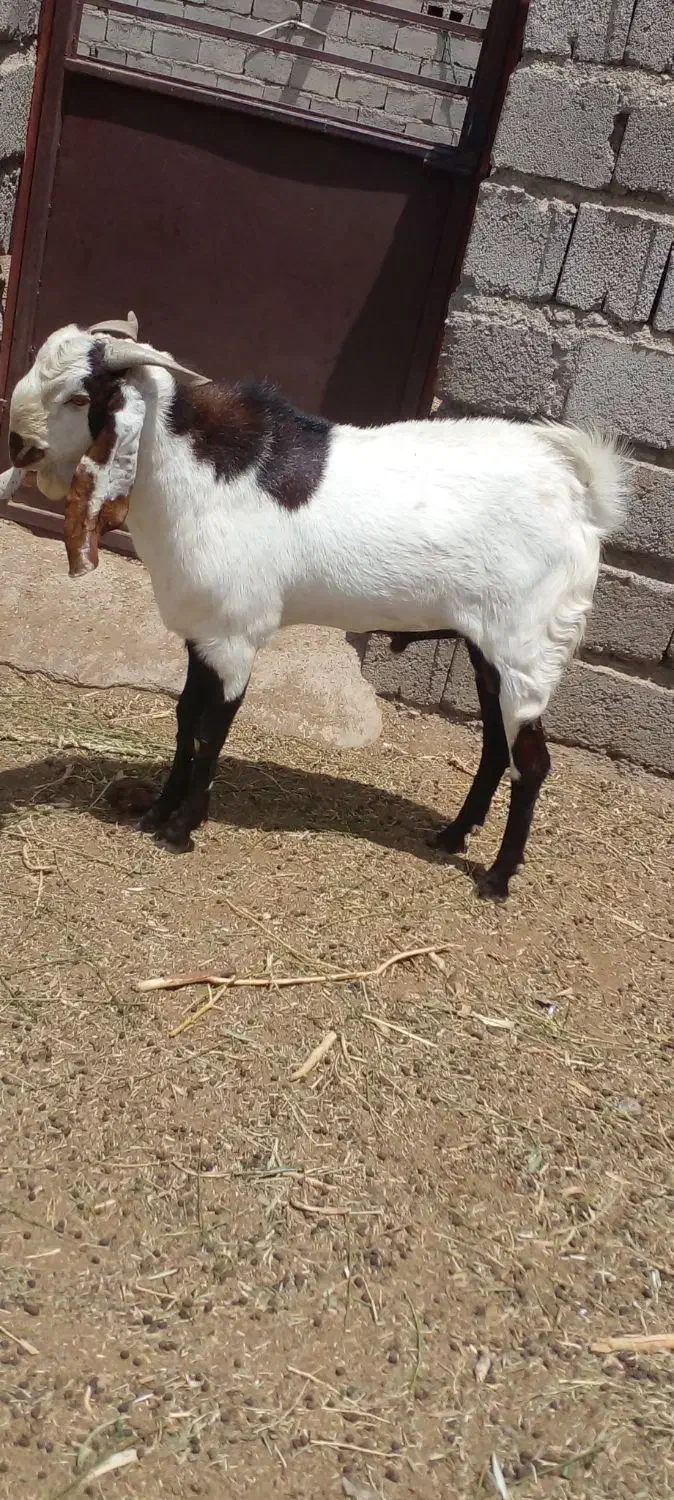 تر بز دورگه پنجاب و گلابی|حیوانات مزرعه|سراوان, |دیوار