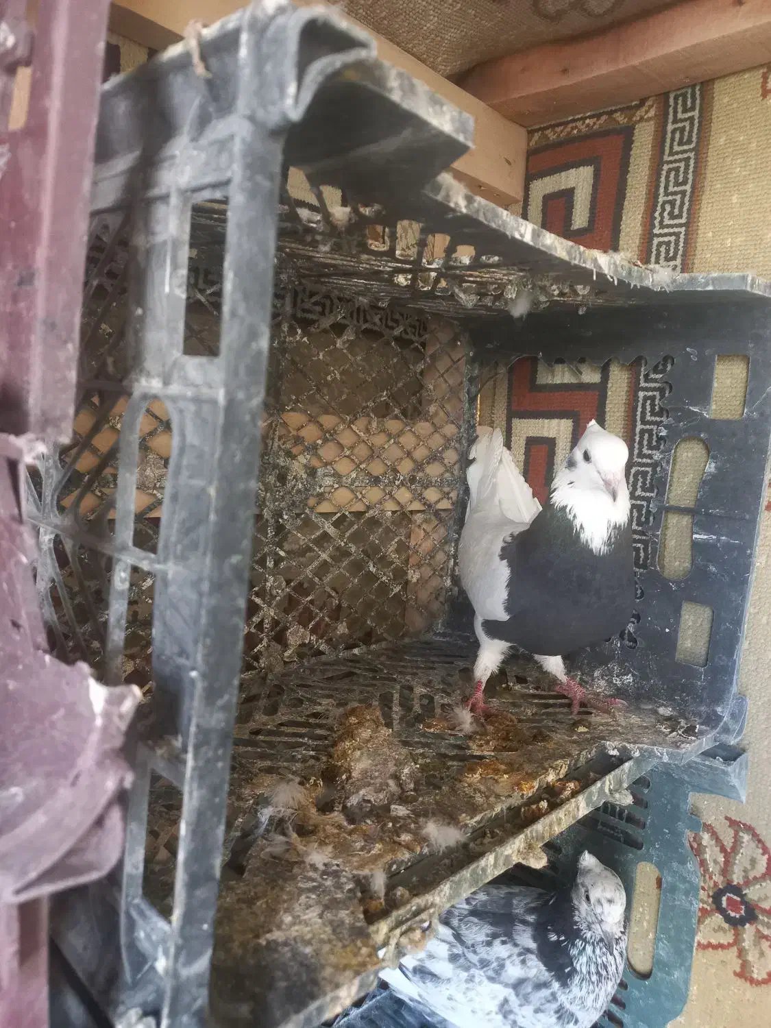 طوق سیاه|حیوانات|کرمانشاه, |دیوار