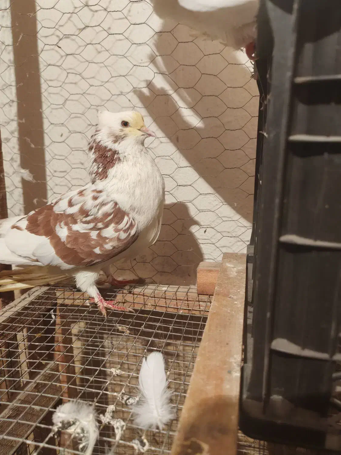 سرخ و سفید و قلمکار کبوتر|پرنده|علیآباد کتول, |دیوار