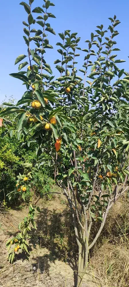 باغ میوه|فروش زمین و ملک کلنگی|گرگان, |دیوار