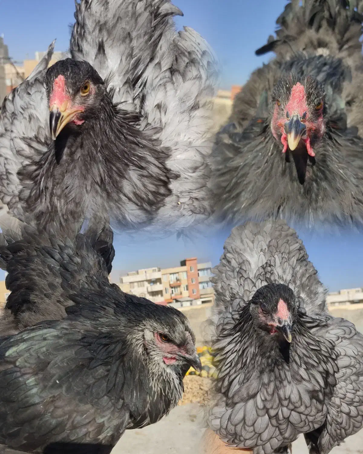 مرغ خروس جوجه برهما لایت بلک بوف بلو پاتریچ لمون|حیوانات مزرعه|تهران, گیشا|دیوار