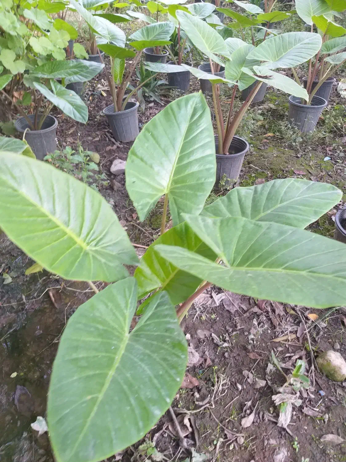 تولید وفروش انواع گلهای آپارتمانی وباغچه. ای|گل و گیاه طبیعی|گتاب, |دیوار