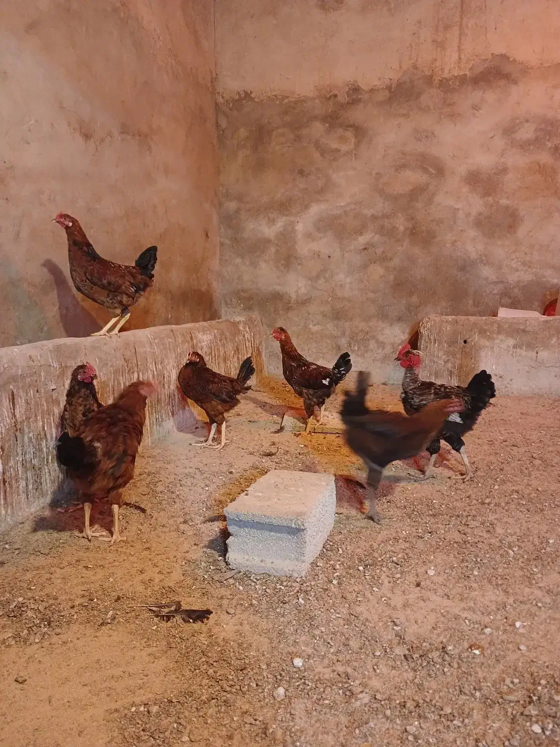 خروس|حیوانات مزرعه|سرپل ذهاب, |دیوار