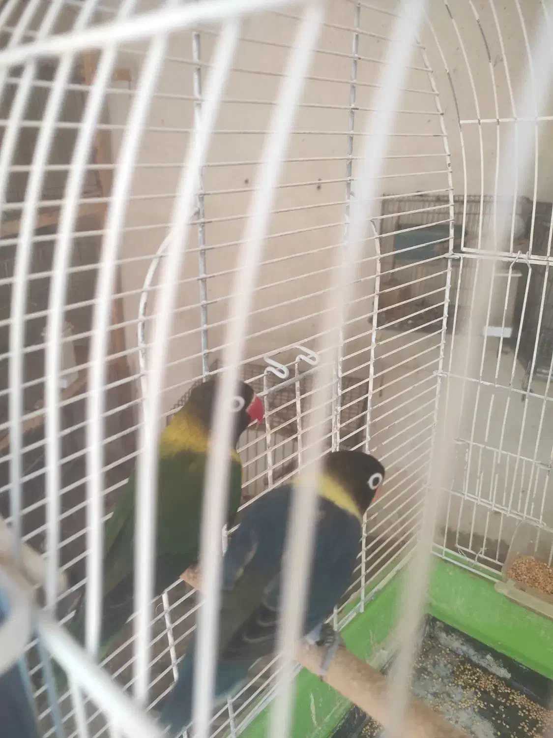 انواع جفت های مولد و تازه بالغ طوطی برزیلی|پرنده|چغادک, |دیوار